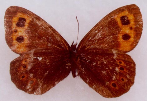 Erebia kosterini, male paratype, color image