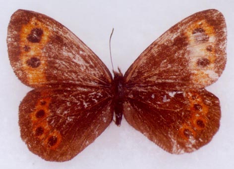 Erebia kosterini, male paratype, color image