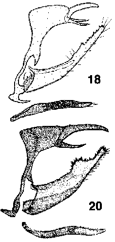 Male genitalia of Erebia ajanensis and Erebia ligea