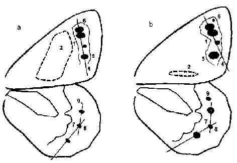 Wing pattern of Erebia ligea and Erebia ajanensis
