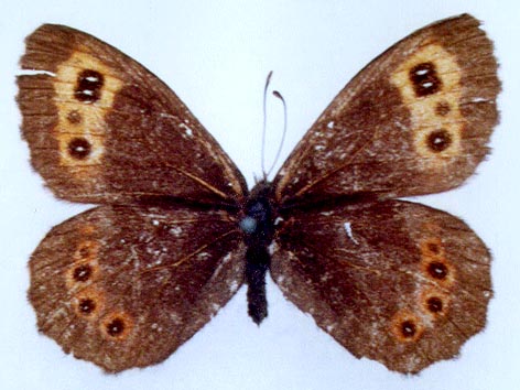 Erebia ligea eumonia, color image