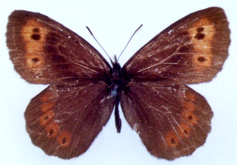 Erebia ligea eumonia, color image