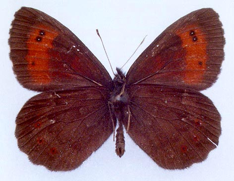 Erebia ligea kamensis, color image