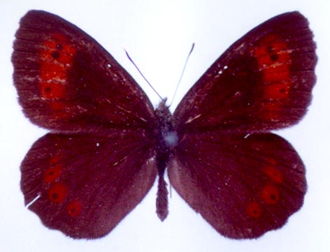Erebia ligea kamensis, color image