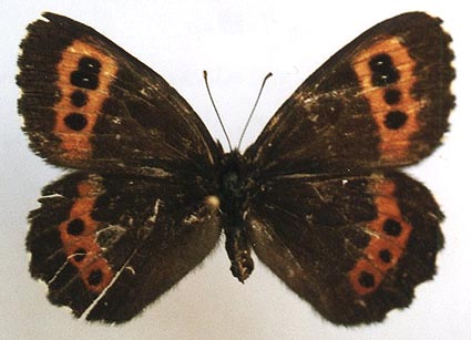 Erebia ligea rishirizana, female, color image