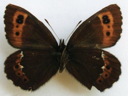 Erebia ligea rishirizana, male, color image