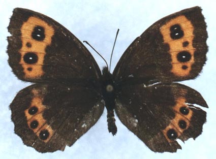 Erebia ligea, female, color image
