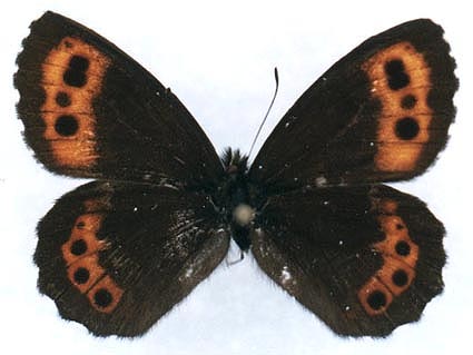 Erebia ligea takanonis, male, color image