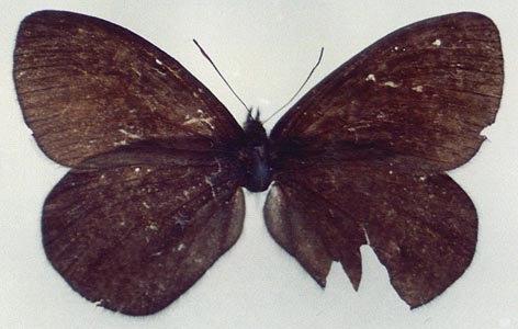 Erebia magdalena ola, holotype, color image