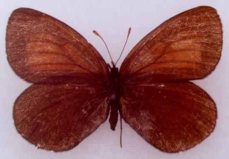 Erebia magdalena sachaensis, paratype female, color image