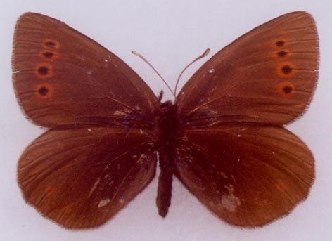 Erebia occulta jakuta, paratype female, color image
