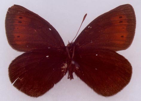 Erebia occulta jakuta, holotype, color image