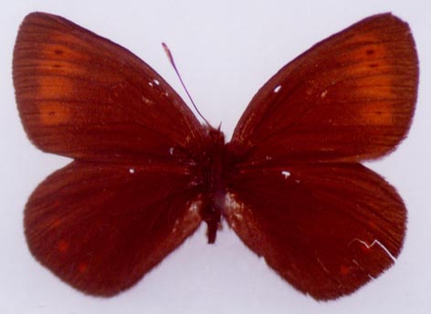 Erebia occulta jakuta, holotype, color image