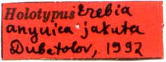 Erebia occulta jakuta holotype label, color image