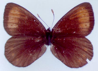 Erebia occulta sokhondinka, holotype, color image