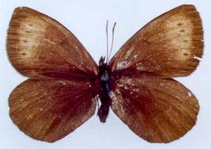 Erebia occulta sokhondinka, color image