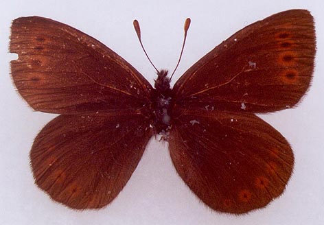 Erebia occulta udokanica, male paratype, color image