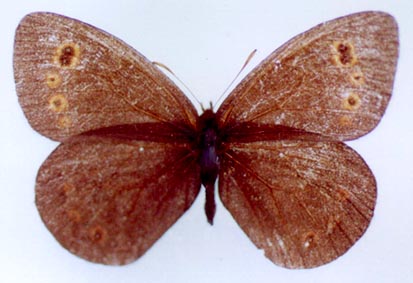 Erebia rossii subarctica, color image