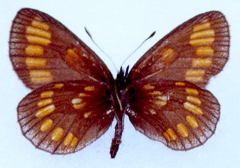 Erebia theano shoria, holotype, color image