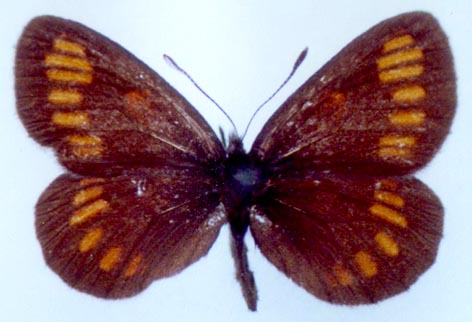 Erebia theano shoria, holotype, color image