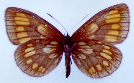 Erebia theano shoria, color image