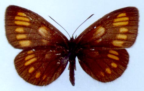 Erebia theano shoria, color image