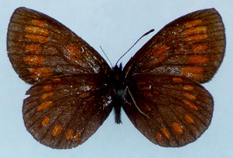 Erebia theano tshugunovi, holotype, color image