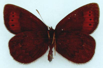 Erebia youngi, color image