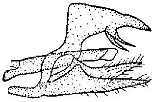 Hyponephele murzini, holotype genitalia