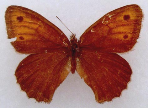 Hyponephele murzini, holotype, color image