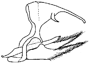 Male genitalia, image