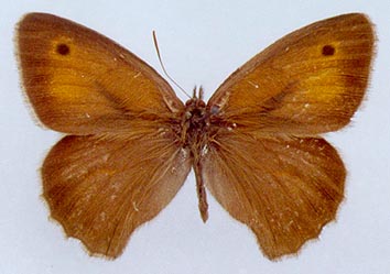 Hyponephele przhewalskyi, color image