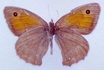 Hyponephele przhewalskyi, color image