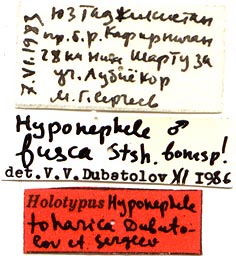 Hyponephele toharica, holotype labels, color image