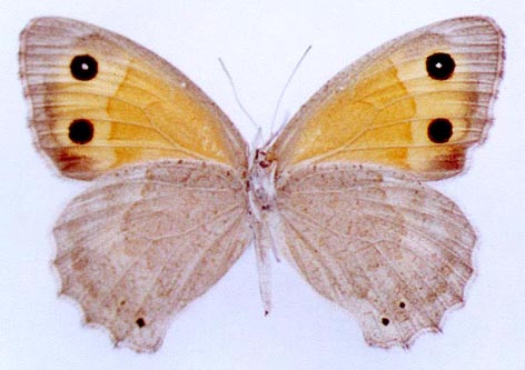 Hyponephele toharica karakongrada, color image
