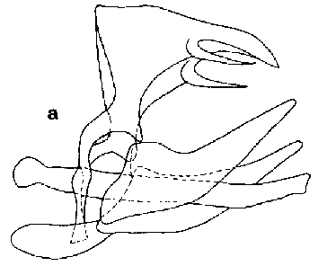 Male genitalia of Hyponephele toharica, image