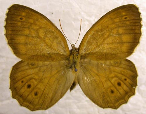 Kirinia epaminondas, color image