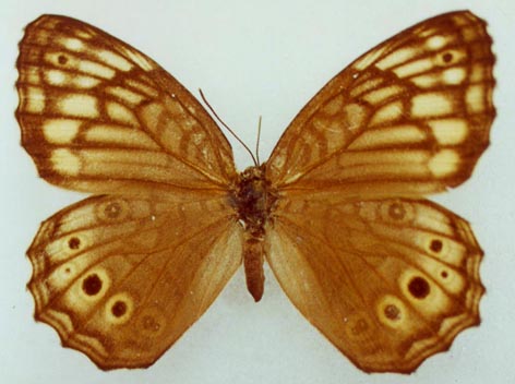 Kirinia epimenides, female, color image