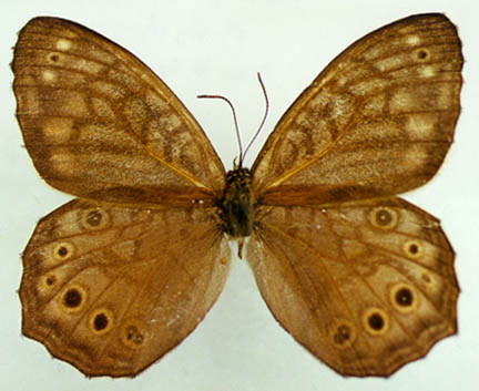 Kirinia epimenides, male, color image
