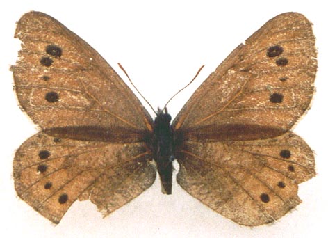 Oeneis nanna dzhulukuli, holotype, color image