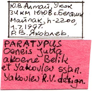 Male paratype labels, color image