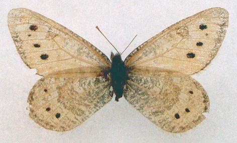 Oeneis sapozhnikovi, holotype, color image
