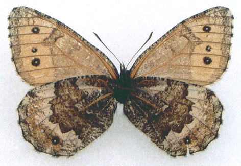 Oeneis shurmaki, holotype, color image