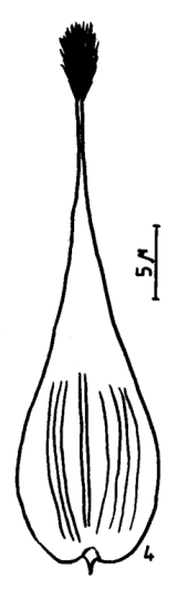Androconial scale, image
