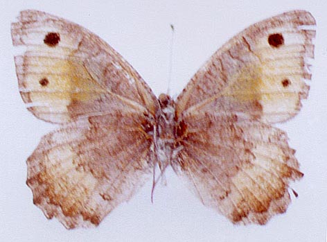 Pseudochazara kopetdaghi, holotype, color image