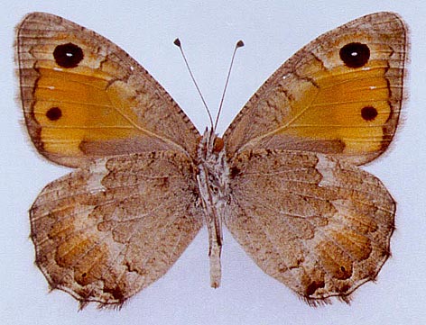 Pseudochazara kopetdaghi, color image