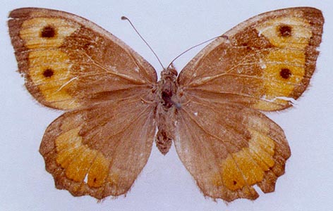 Pseudochazara kopetdaghi, color image