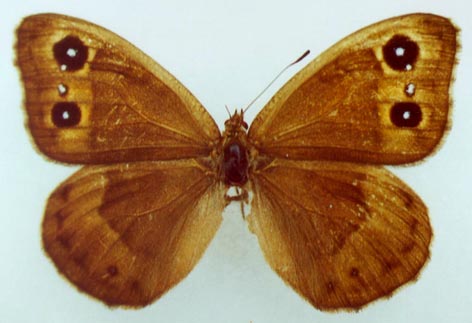 Satyrus ferula sergeevi, female paratype, color image