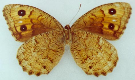 Satyrus ferula sergeevi, holotype, color image
