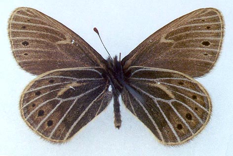 Triphysa nervosa sacha, holotype, color image